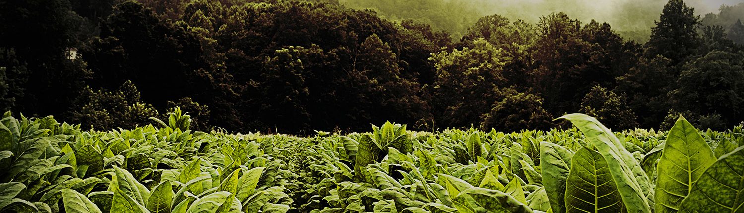 ТОВ "ДМ ТРЕЙДІНГ"